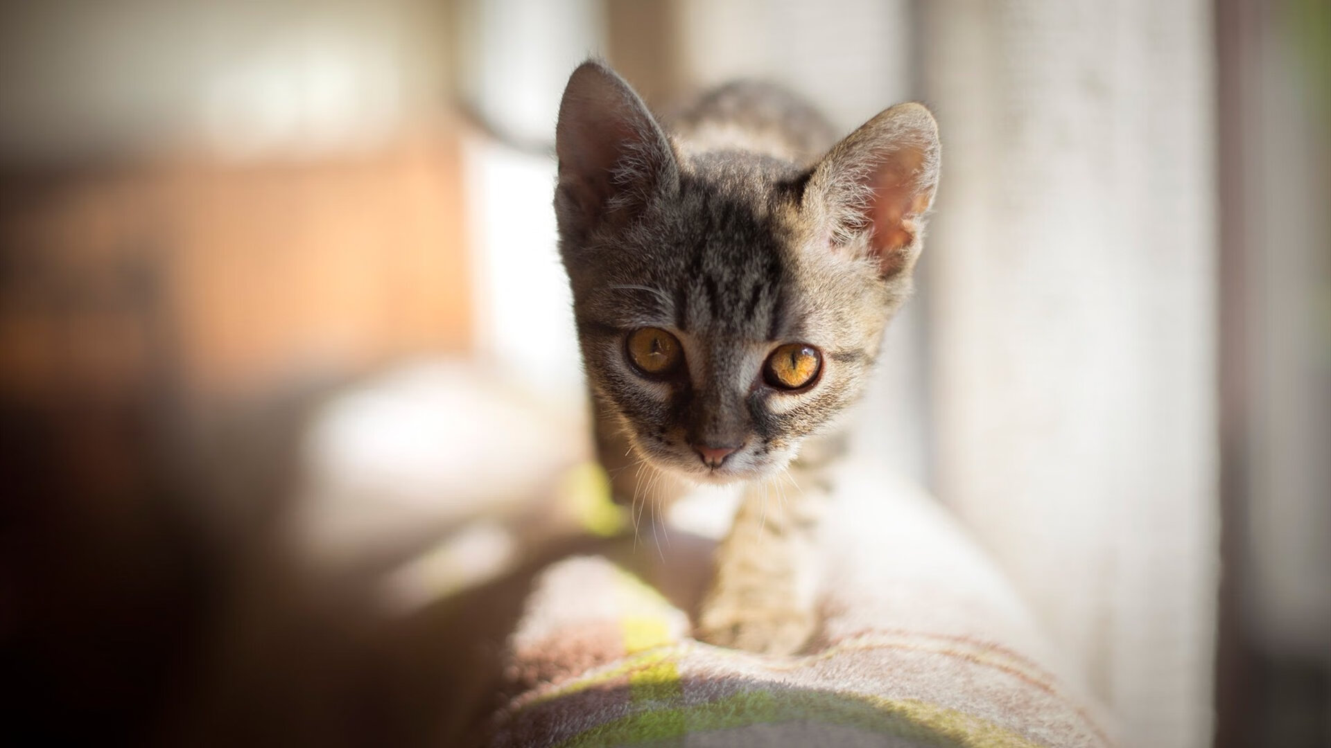 “德甲角逐之战：场场精彩，战意浓厚”，德甲角球数据ds