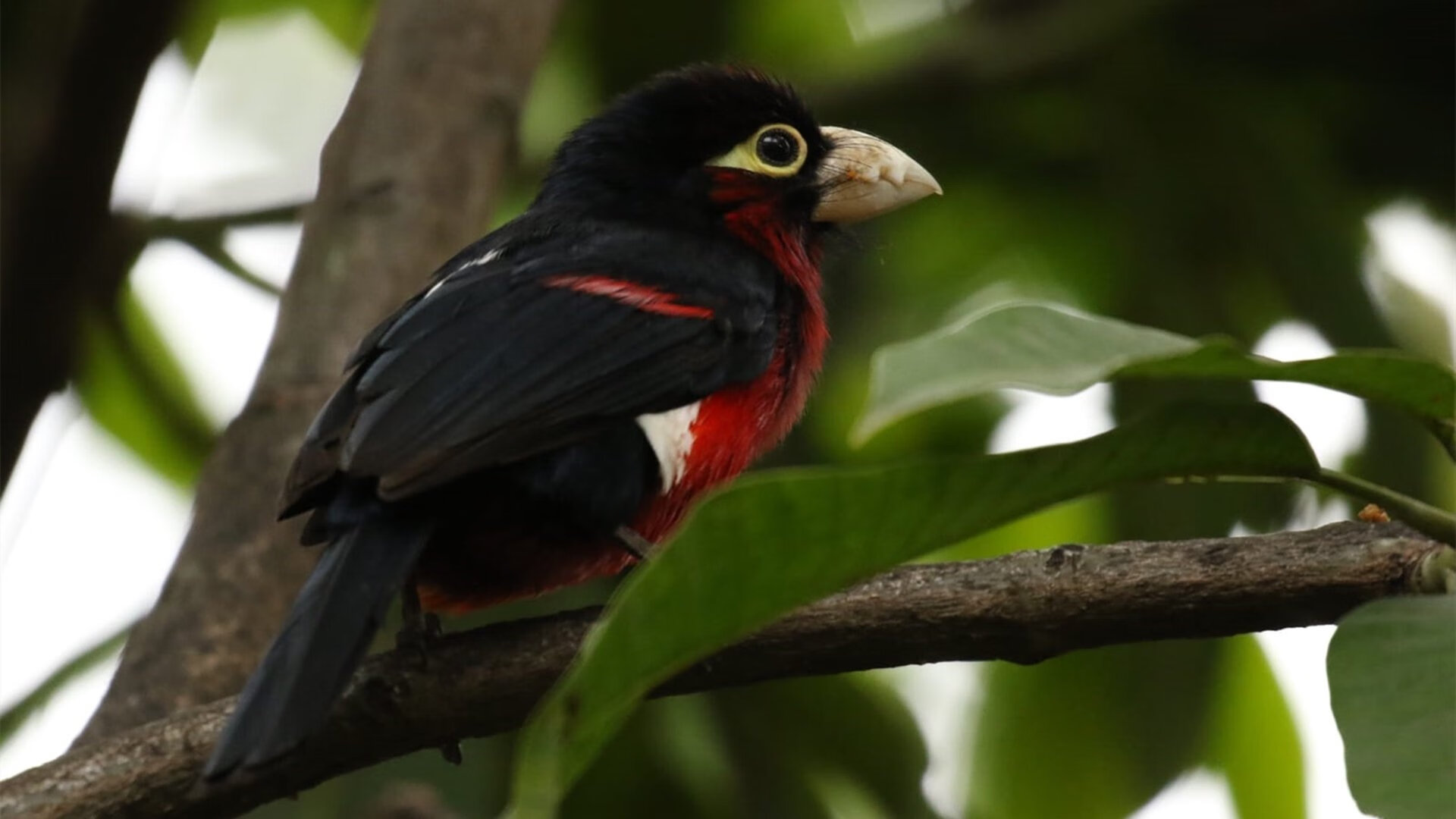 fb体育平台安全-“农村足球振兴工程实施，为边远地区带来希望”，振兴足球发展规划