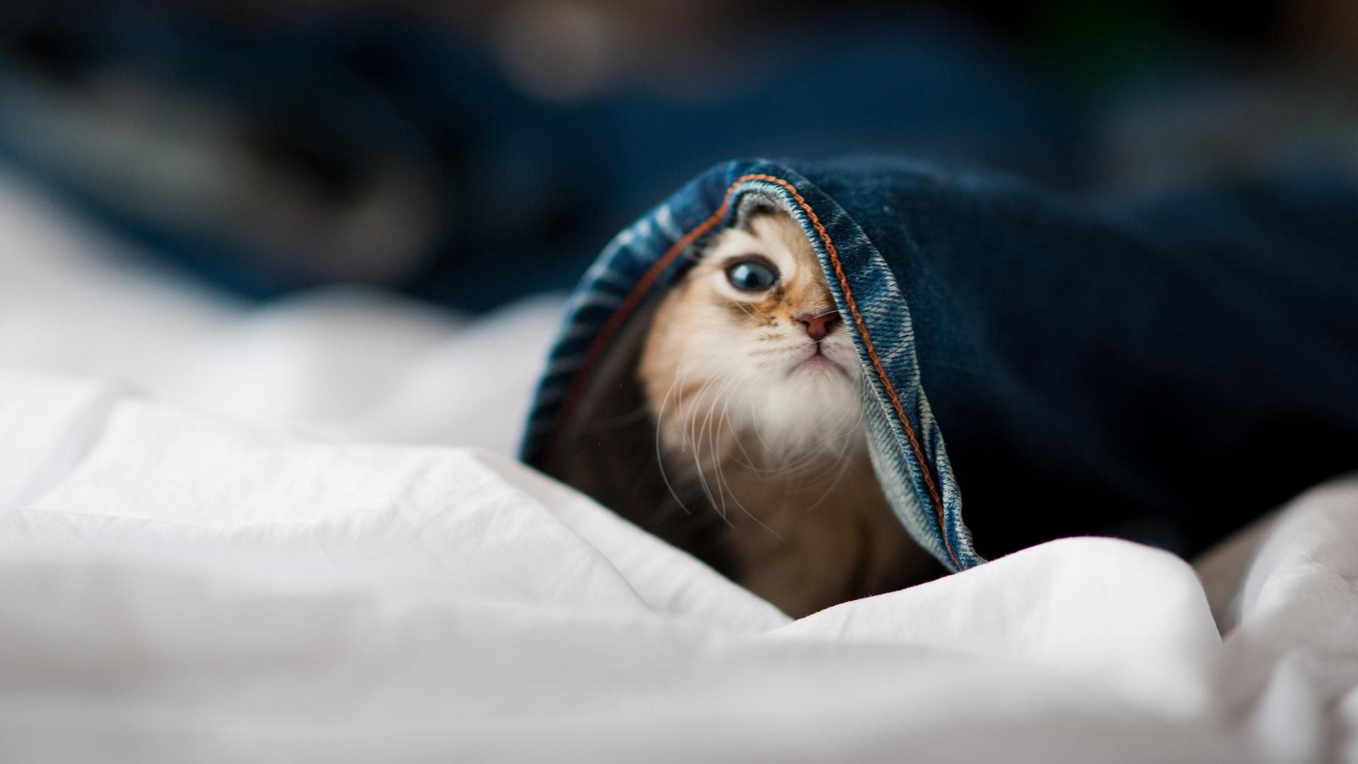 fb体育中国-“西甲豪门纷争：积分榜领先局势渐明”，西甲豪门友谊赛