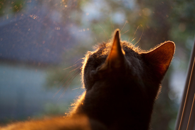 fb体育全站-【高科技助攻】传感器和摄像头如何改变比赛分析？，摄像头传感器尺寸 如何计算