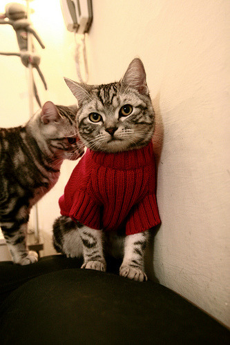 坎特加盟切尔西，中场组织大升级，坎特在切尔西穿几号球衣