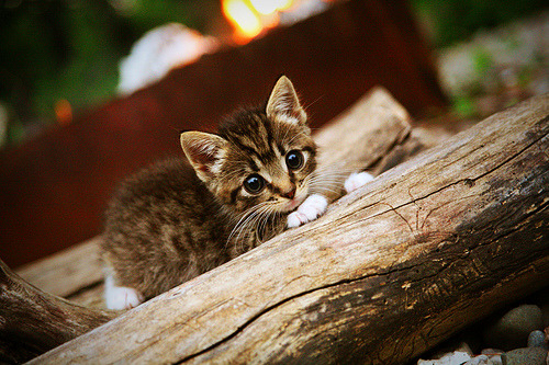 欧冠“人气王”评选：你支持的巨星是哪一位？，欧冠影响力秒杀nba