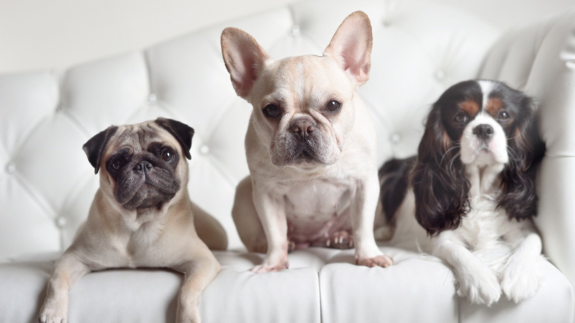 未来足球场馆将实现“绿色能源+智能管理”新突破，新型足球场