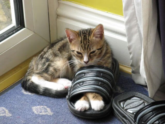 FB体育入口-那些年，我们追的“候鸟”巨星：跨队效力的策略考量，候鸟群体