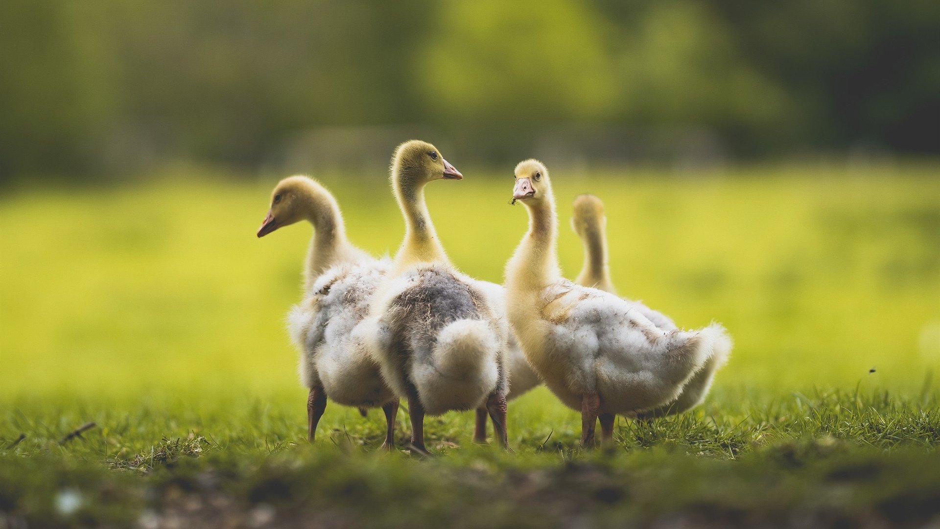 巴黎圣日耳曼签下西甲射手,强化锋线实力,巴黎圣日耳曼2021赛季阵容