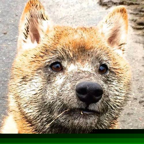 中国篮球教练员心理辅导能力提升研究,篮球教练员素养