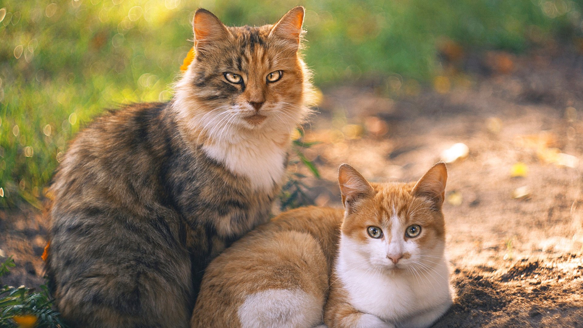 中国篮球青少年篮球体能发展规律研究,中国篮球青少年篮球体能发展规律研究报告