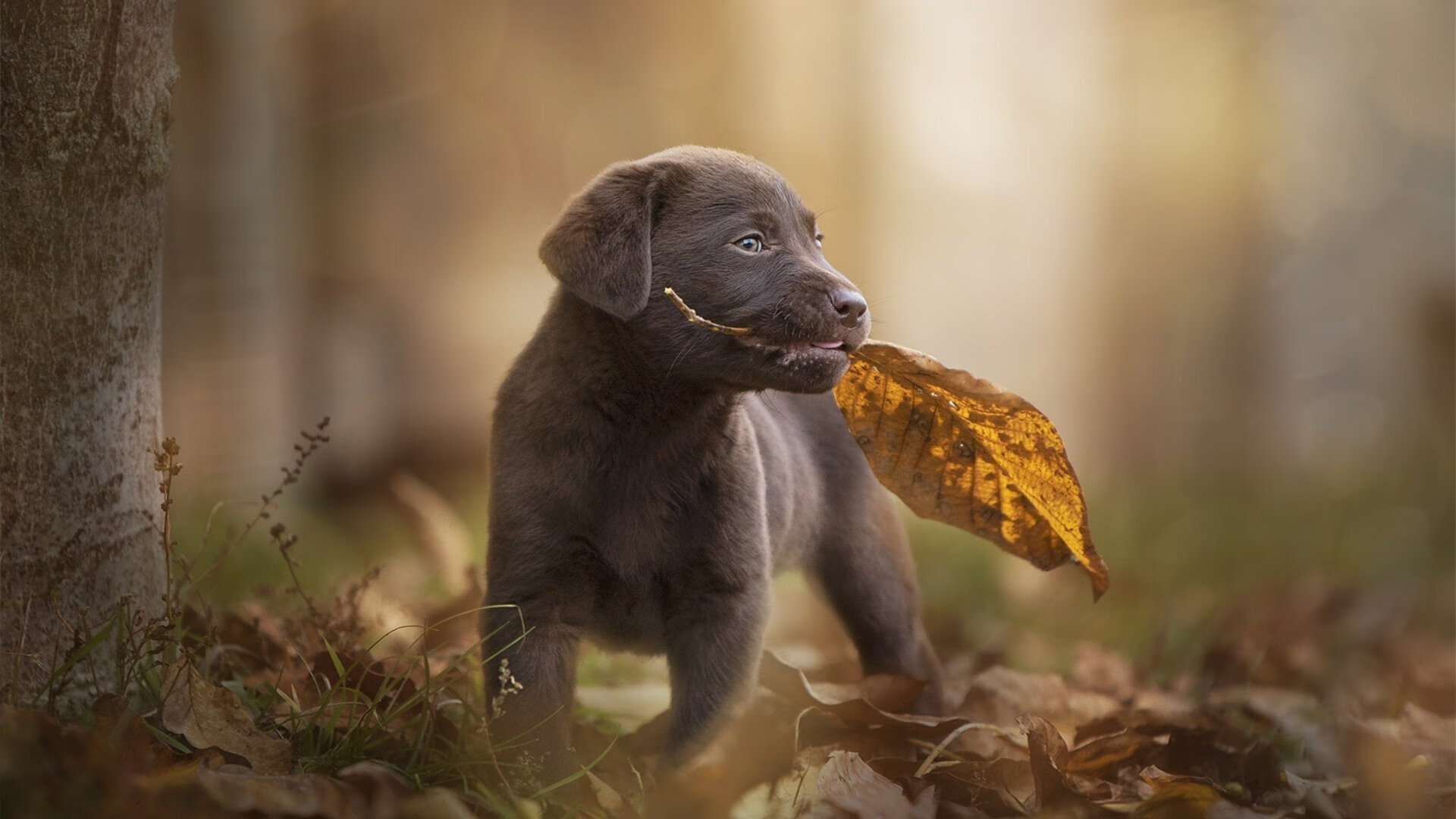 西甲比赛中高强度跑动负荷与传球质量关系的微观分析,足球高强度跑的定义