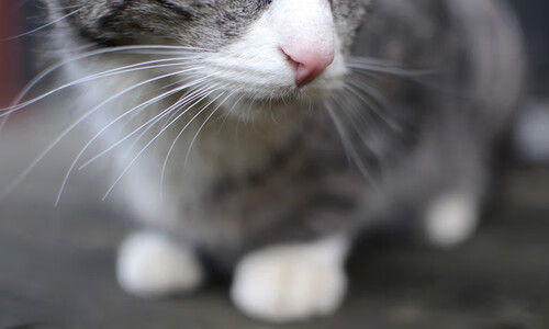 fb体育全站-“东桃花岛：缆绳滑水赛场极速对决，观众激情四溢”