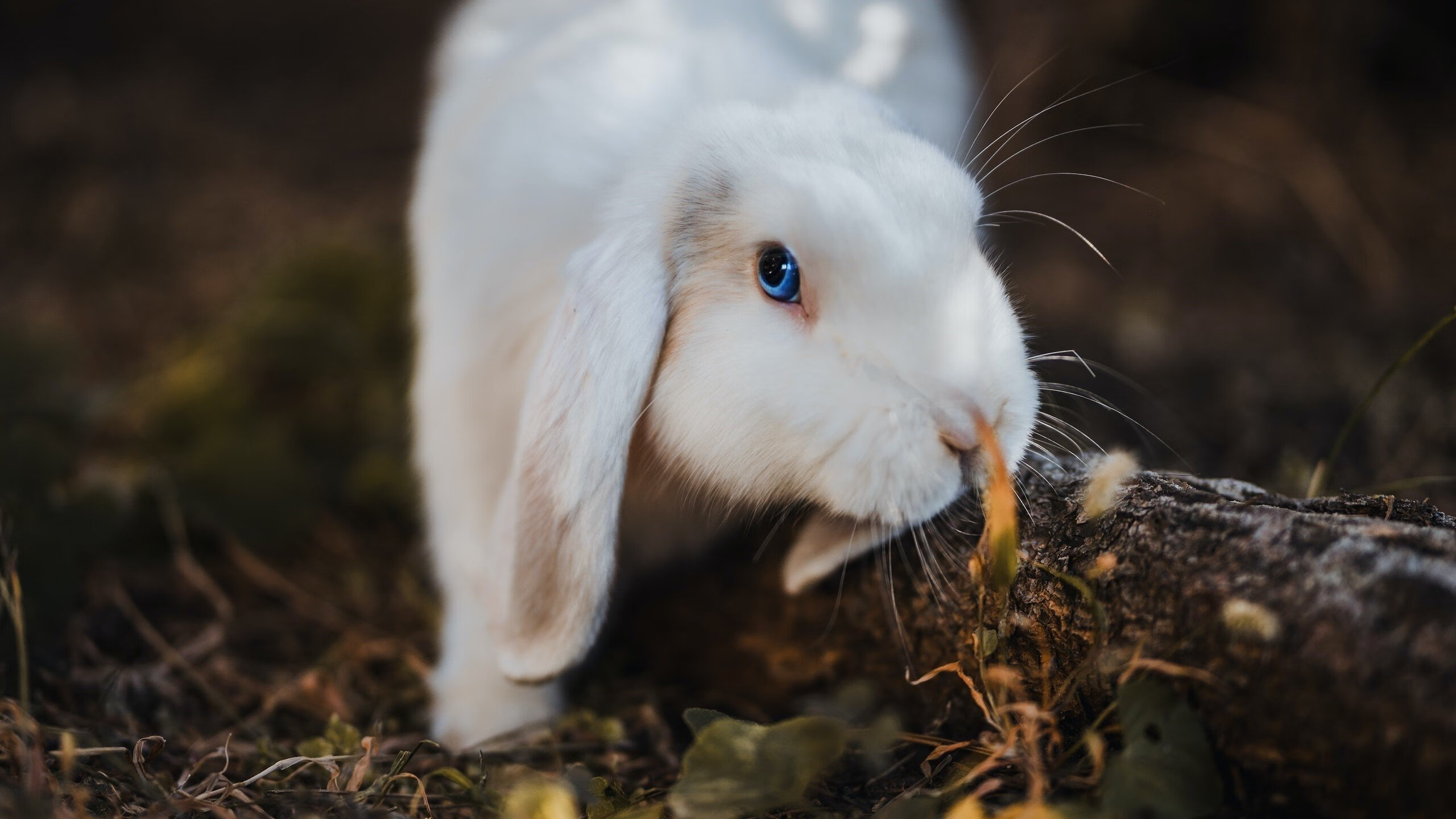 FB体育app下载-中国女篮建立核心战术体系提升执行力，中国女篮战术分析