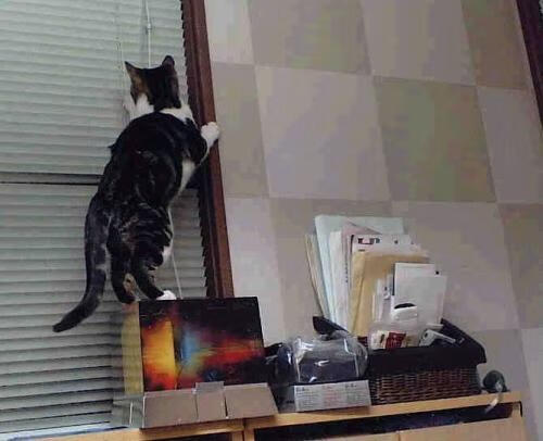 FB体育登录入口-团体赛制下的澳大利亚队：提升全队水平的关键战术，澳大利亚队大名单